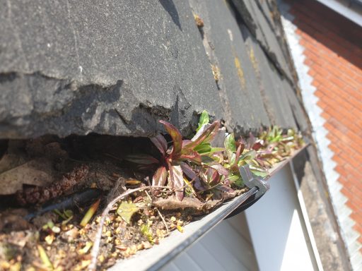 blocked gutter blocked gutter